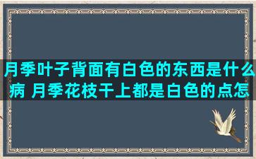 月季叶子背面有白色的东西是什么病 月季花枝干上都是白色的点怎么治